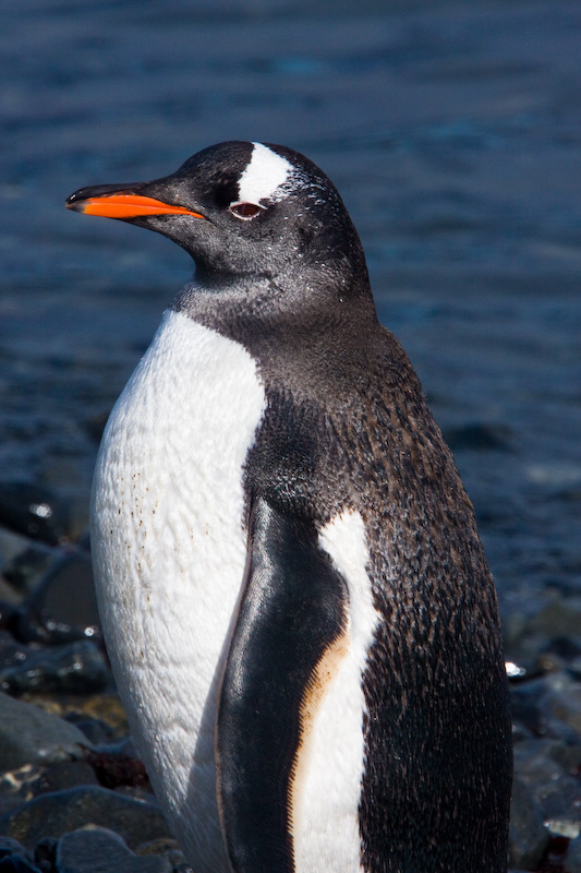 Gentoo Penguin